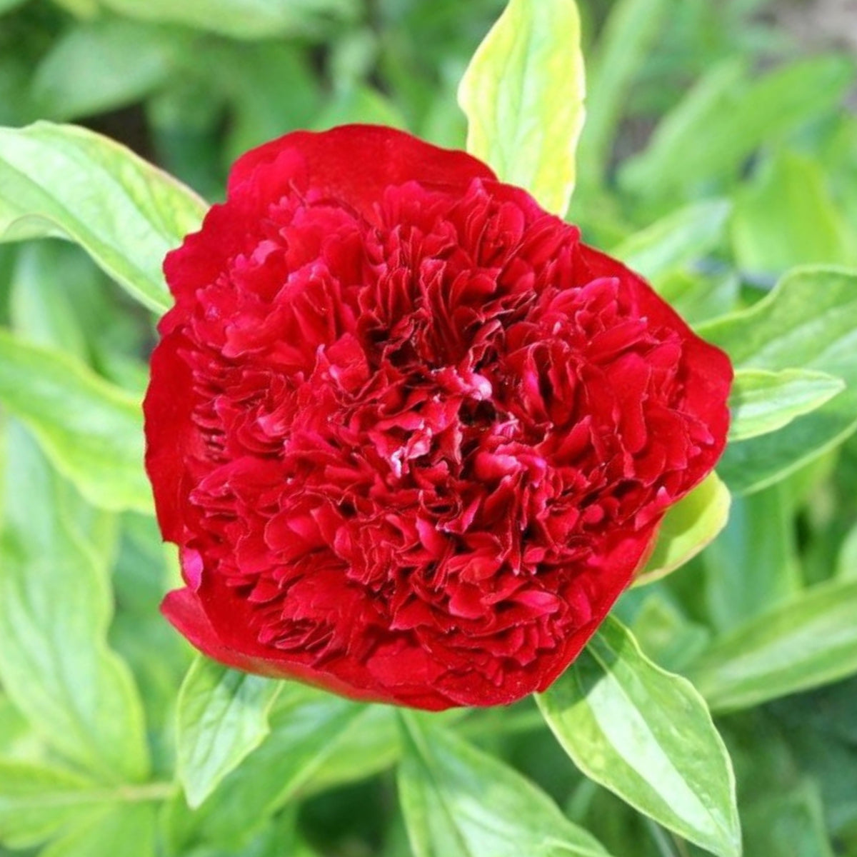 10+ Rare Seeds - Red Charm Peony Seeds (Paeonia, Chinese Peony)