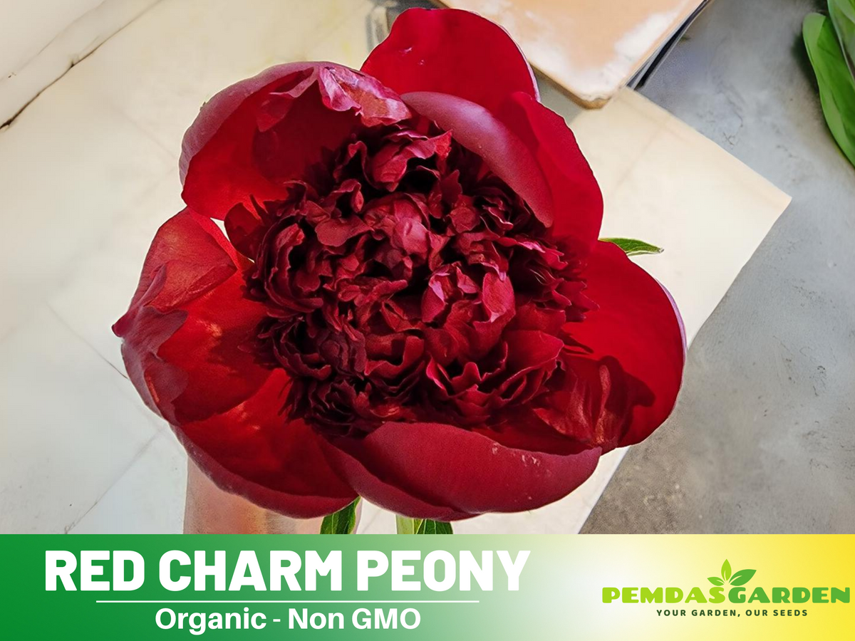 10+ Rare Seeds| Red Charm Peony   Seeds #B041