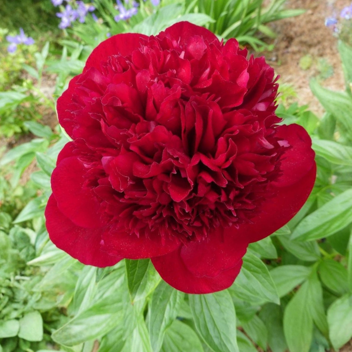 10+ Rare Seeds - Red Charm Peony Seeds (Paeonia, Chinese Peony)