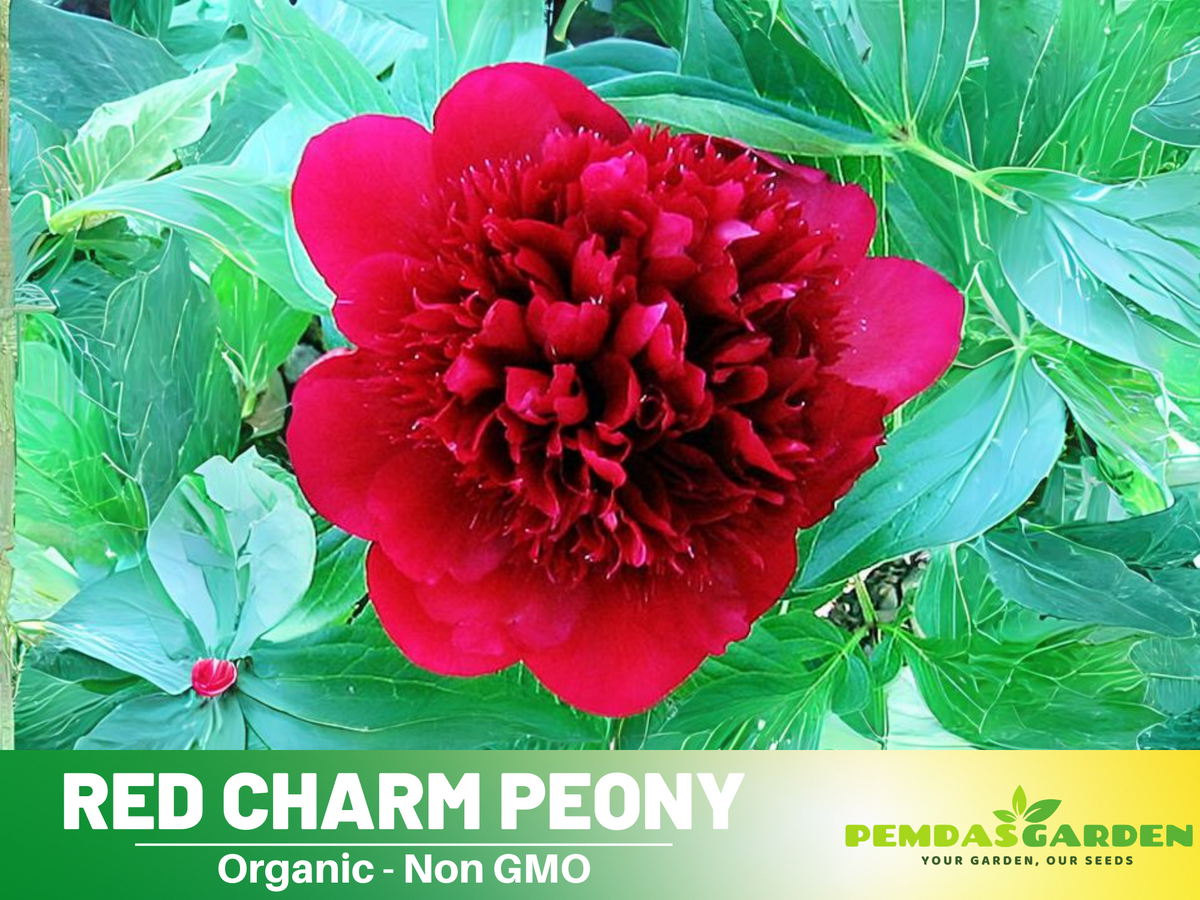 10+ Rare Seeds| Red Charm Peony   Seeds #B041