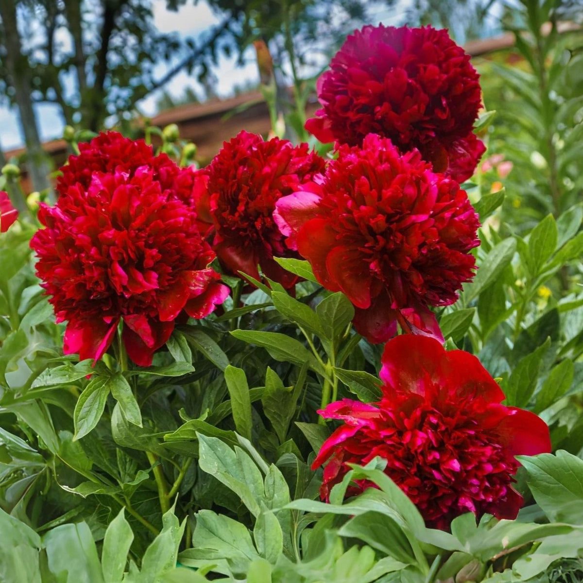 10+ Rare Seeds - Red Charm Peony Seeds (Paeonia, Chinese Peony)