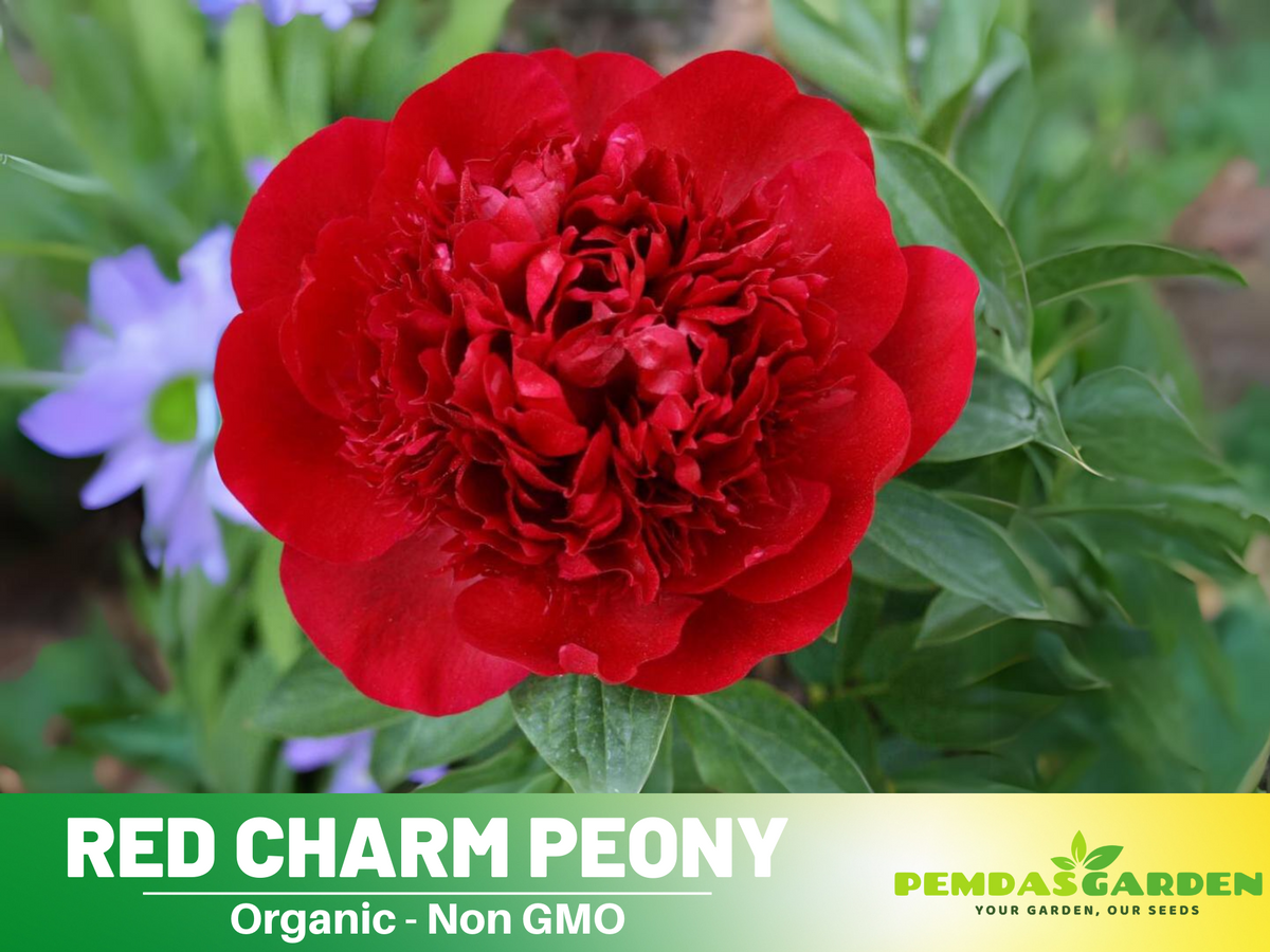 10+ Rare Seeds| Red Charm Peony   Seeds #B041