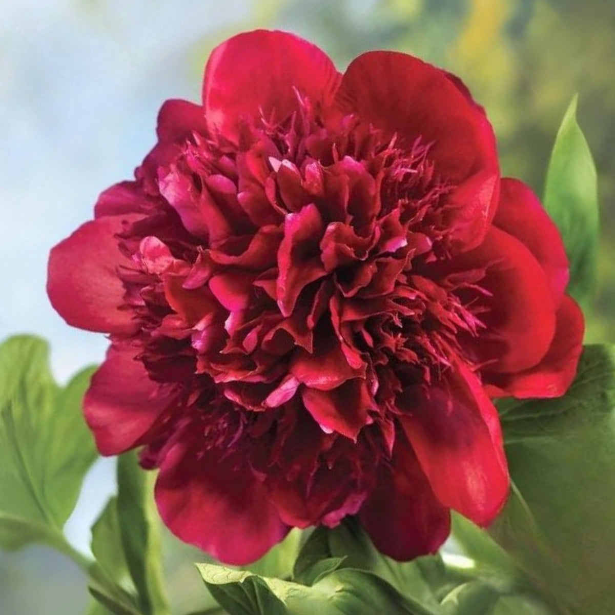 10+ Rare Seeds - Red Charm Peony Seeds (Paeonia, Chinese Peony)