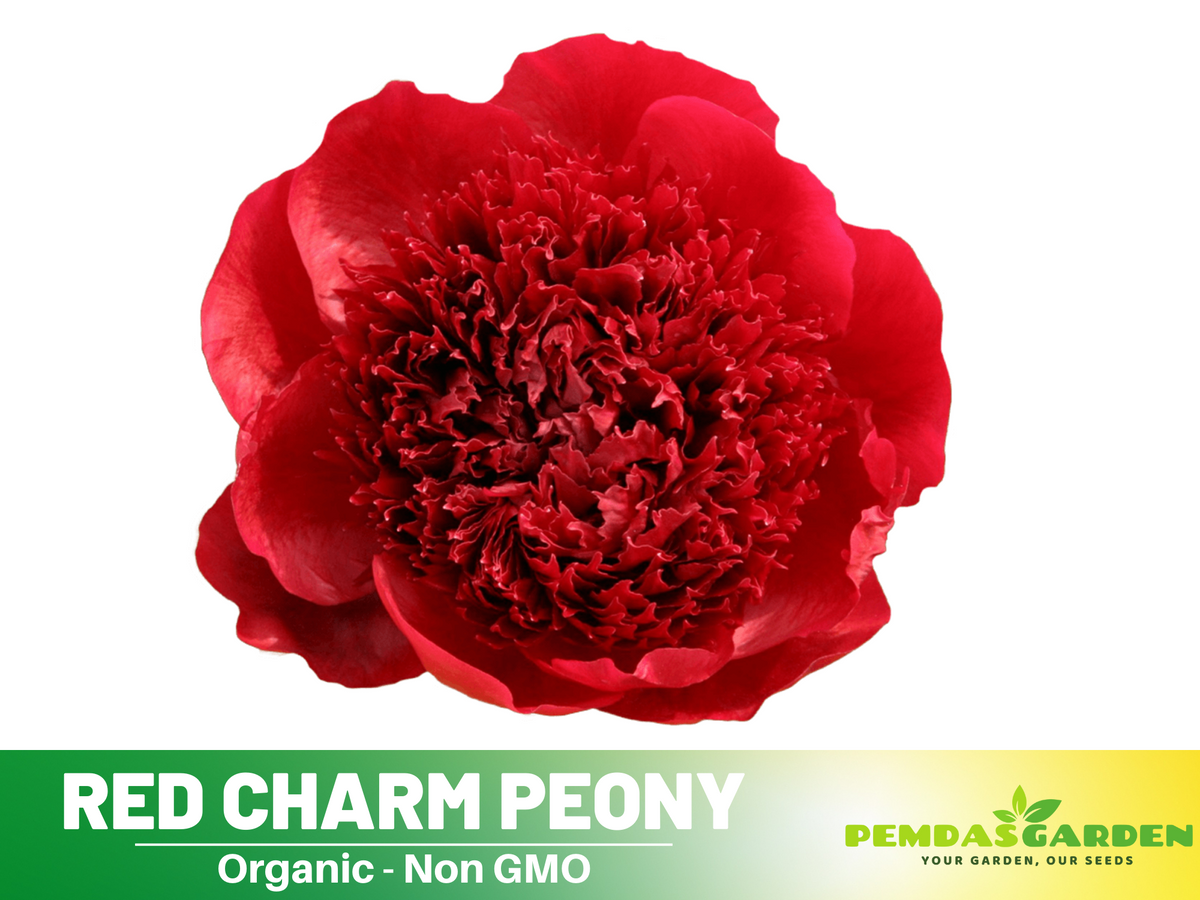 10+ Rare Seeds| Red Charm Peony   Seeds #B041