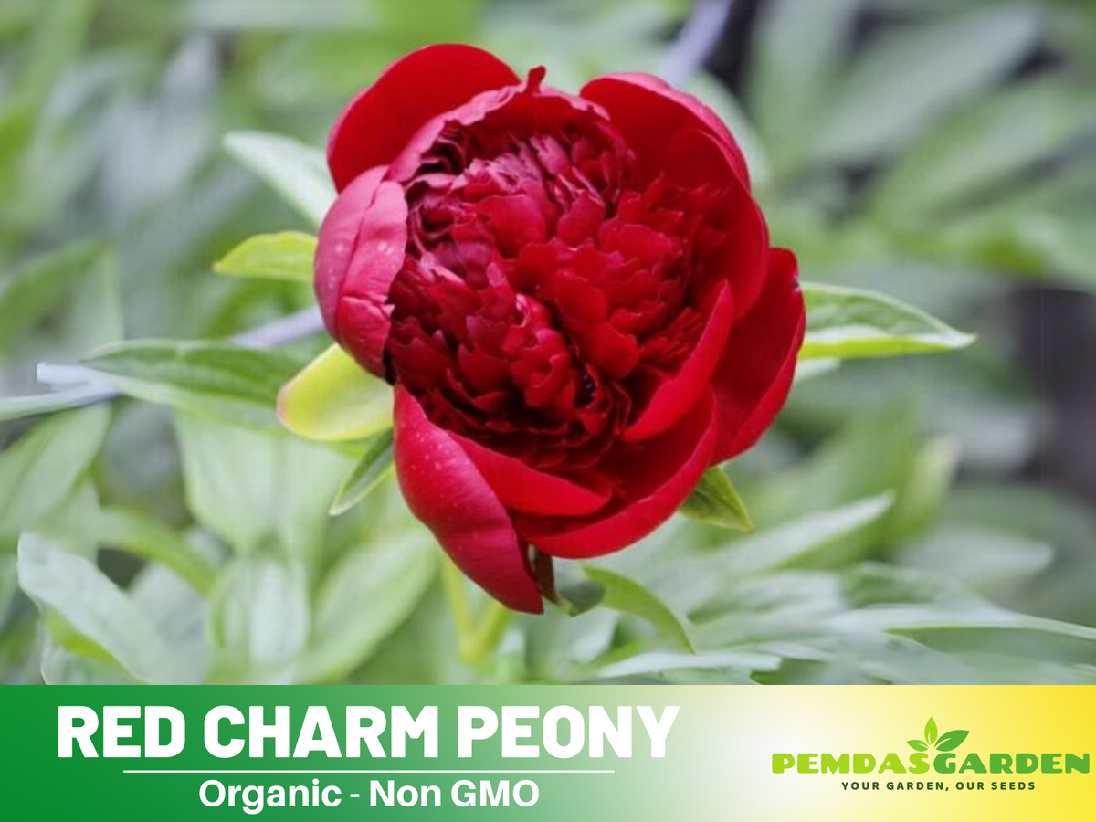 10+ Rare Seeds| Red Charm Peony   Seeds #B041