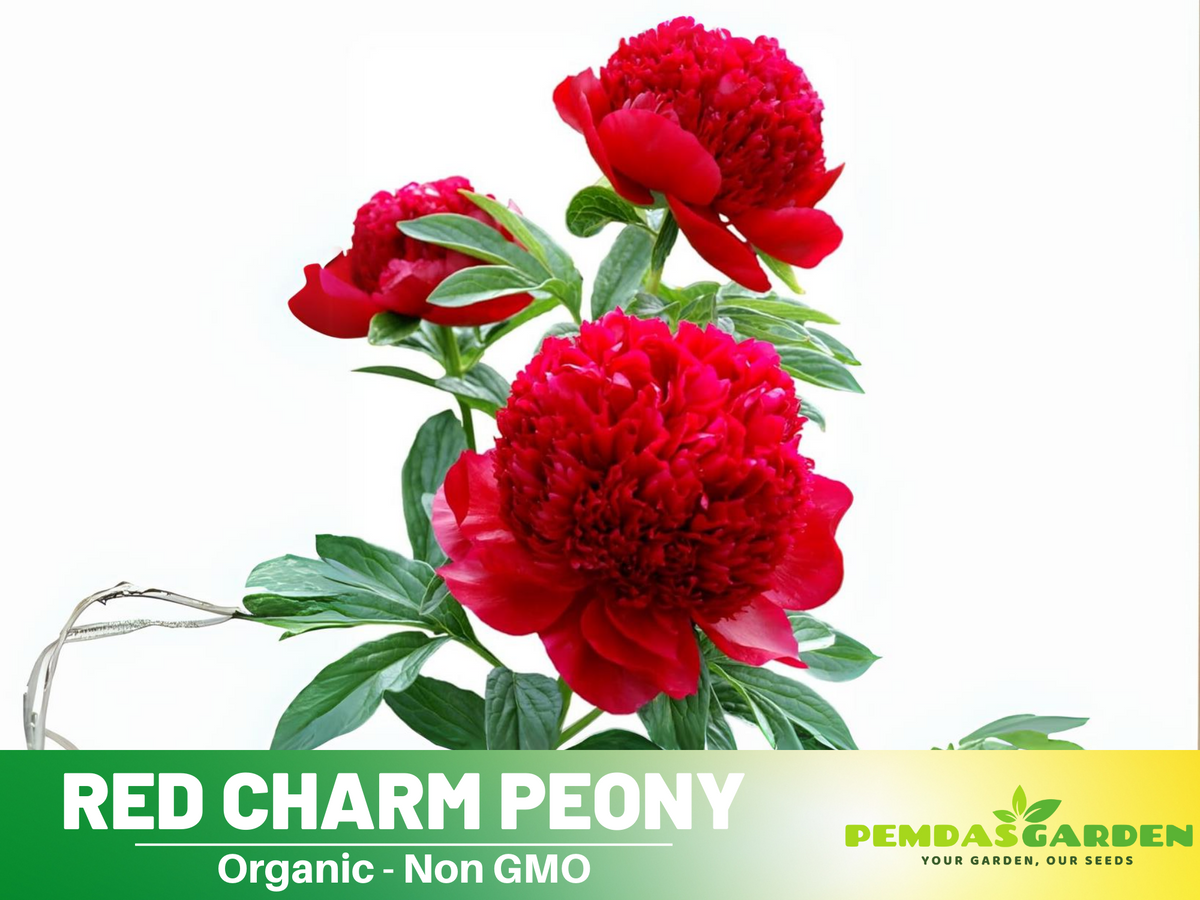 10+ Rare Seeds| Red Charm Peony   Seeds #B041