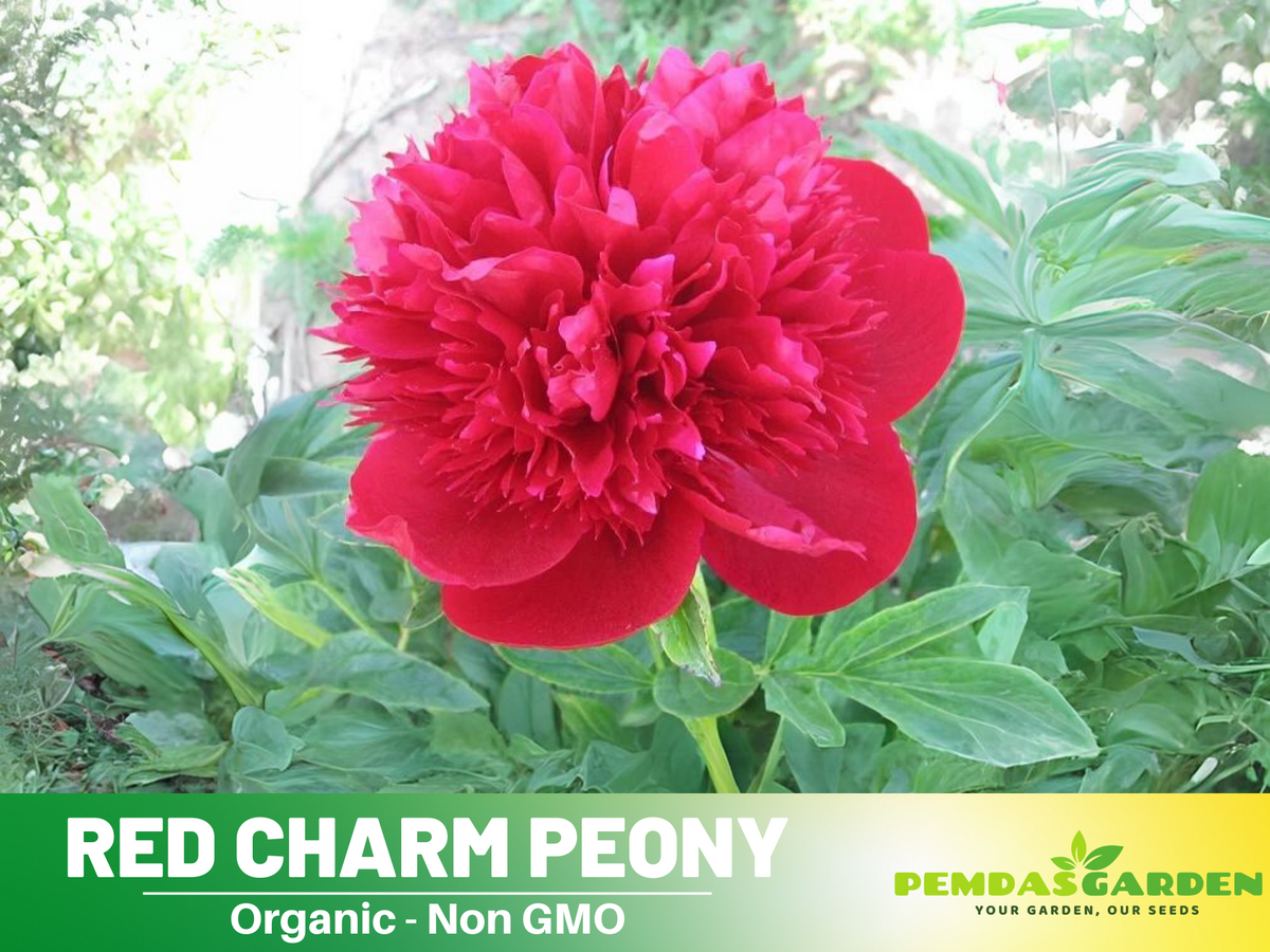 10+ Rare Seeds| Red Charm Peony   Seeds #B041