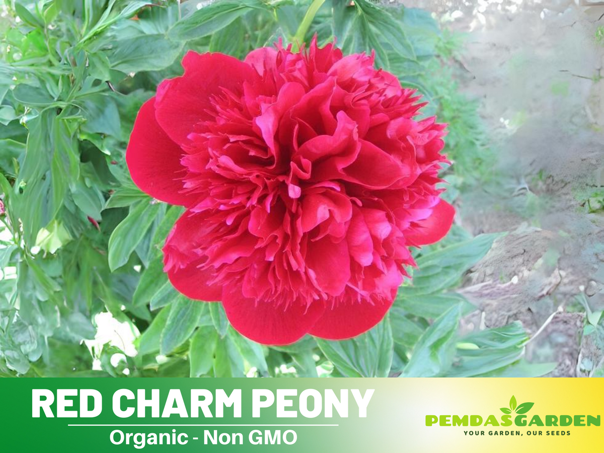 10+ Rare Seeds| Red Charm Peony   Seeds #B041