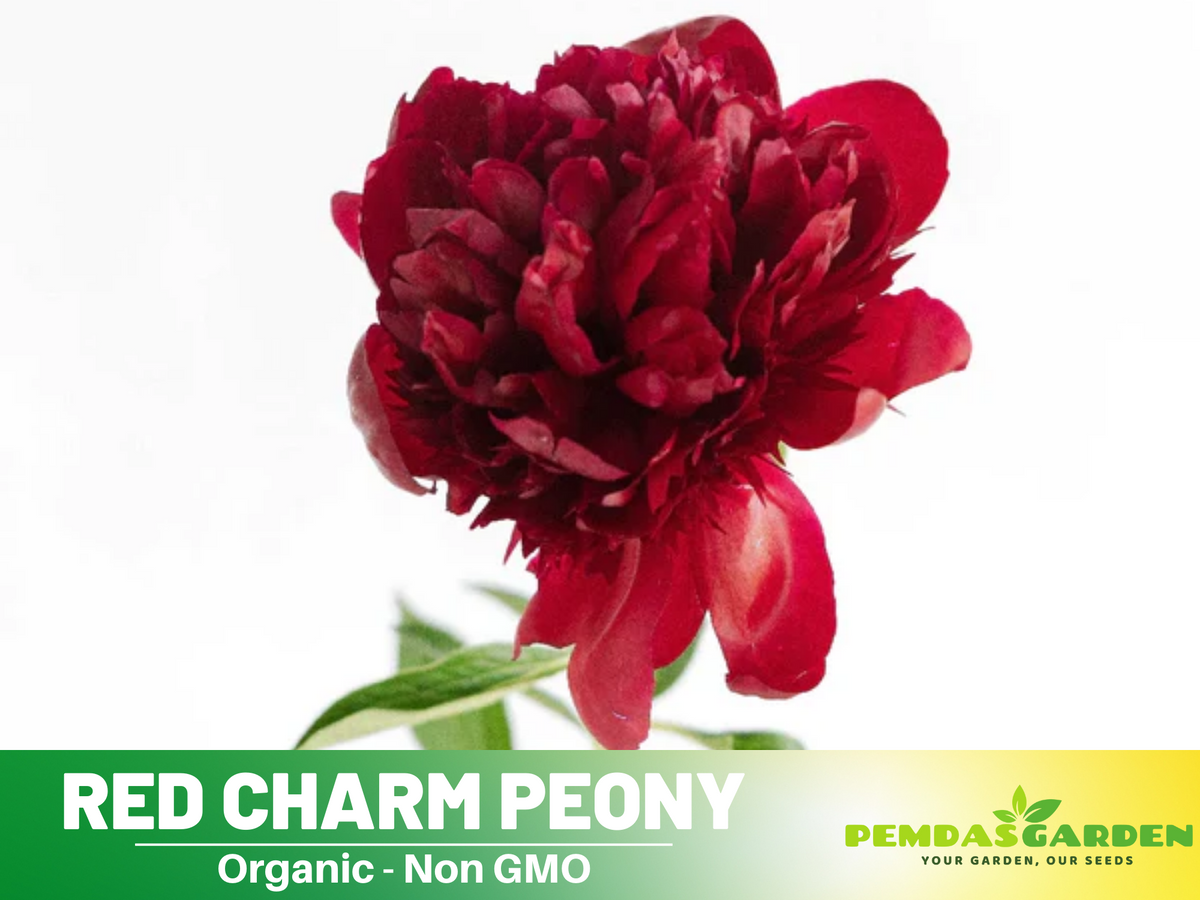 10+ Rare Seeds| Red Charm Peony   Seeds #B041