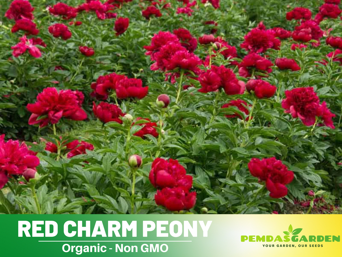 10+ Rare Seeds| Red Charm Peony   Seeds #B041