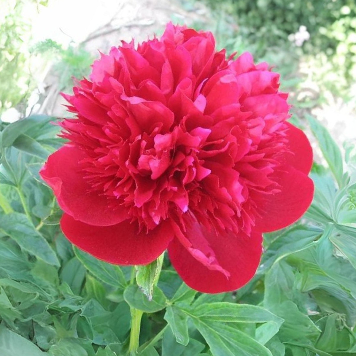 10+ Rare Seeds - Red Charm Peony Seeds (Paeonia, Chinese Peony)