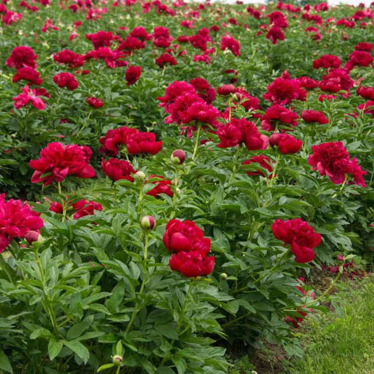 10+ Rare Seeds - Red Charm Peony Seeds (Paeonia, Chinese Peony)
