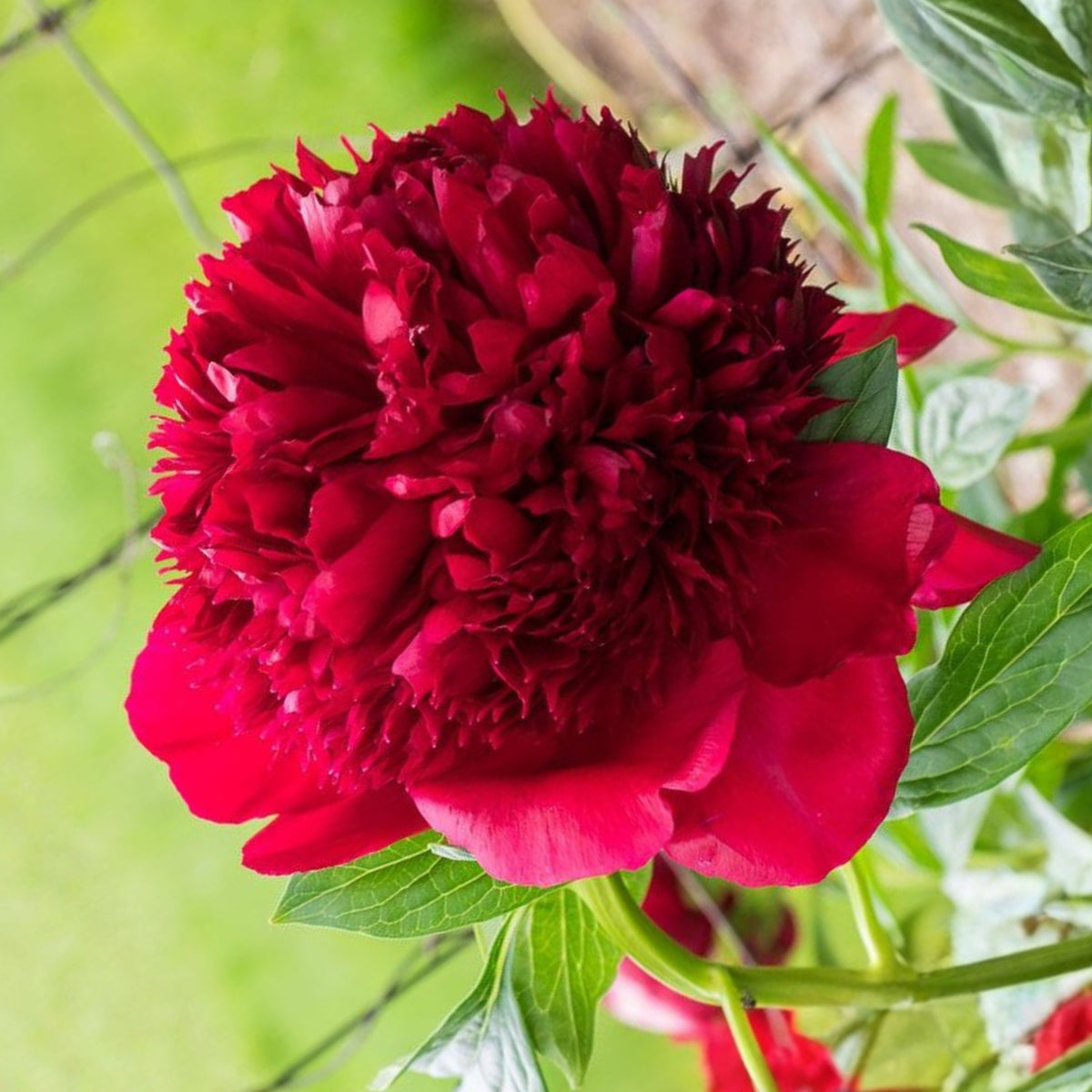 10+ Rare Seeds - Red Charm Peony Seeds (Paeonia, Chinese Peony)