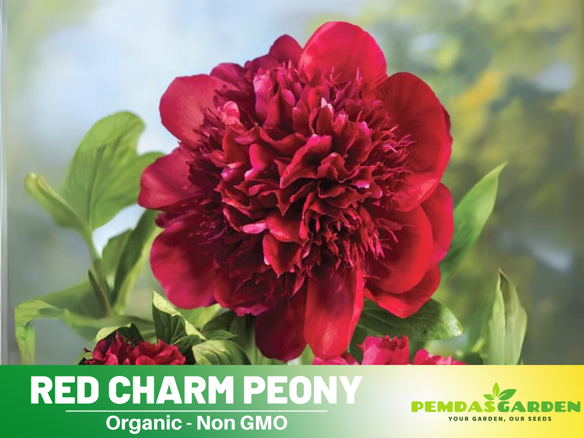 10+ Rare Seeds| Red Charm Peony   Seeds #B041