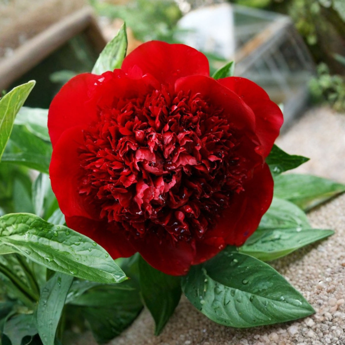 10+ Rare Seeds - Red Charm Peony Seeds (Paeonia, Chinese Peony)