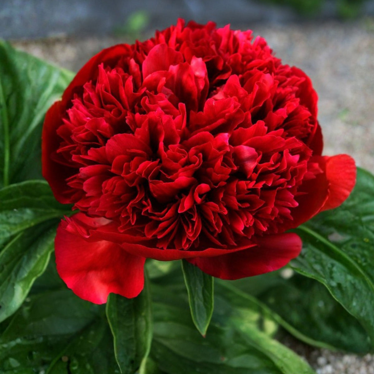 10+ Rare Seeds - Red Charm Peony Seeds (Paeonia, Chinese Peony)