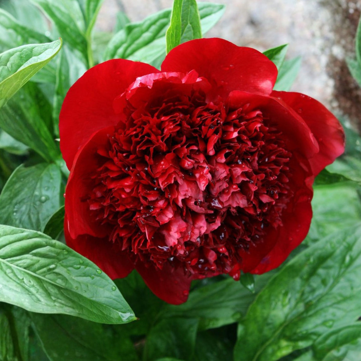 10+ Rare Seeds - Red Charm Peony Seeds (Paeonia, Chinese Peony)