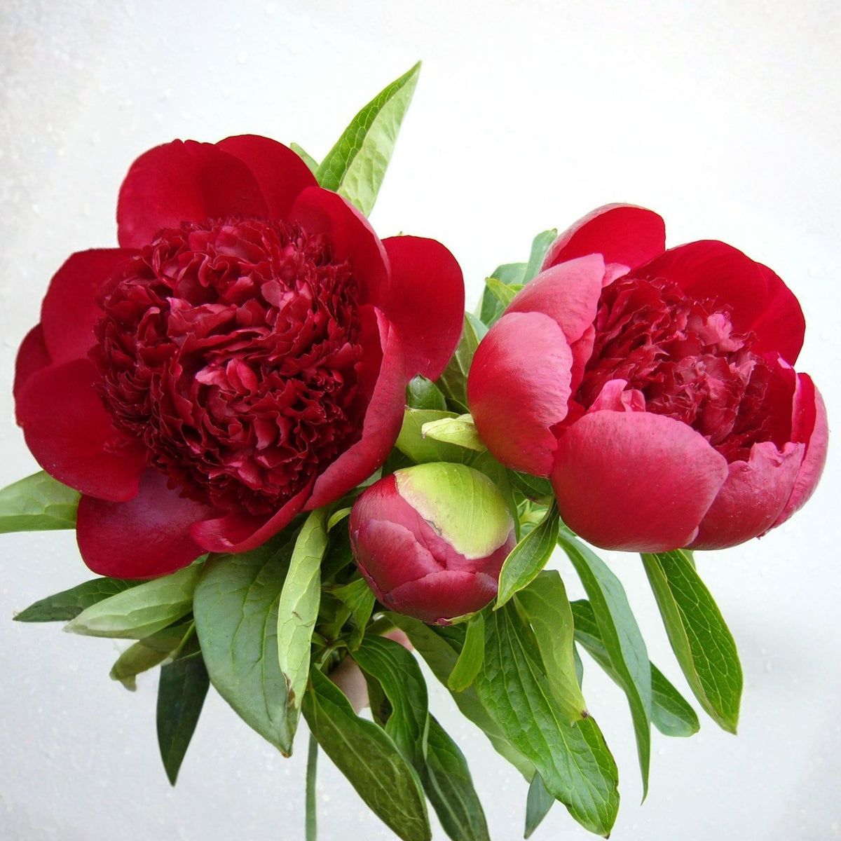 10+ Rare Seeds - Red Charm Peony Seeds (Paeonia, Chinese Peony)