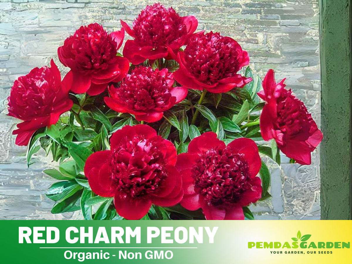 10+ Rare Seeds| Red Charm Peony   Seeds #B041