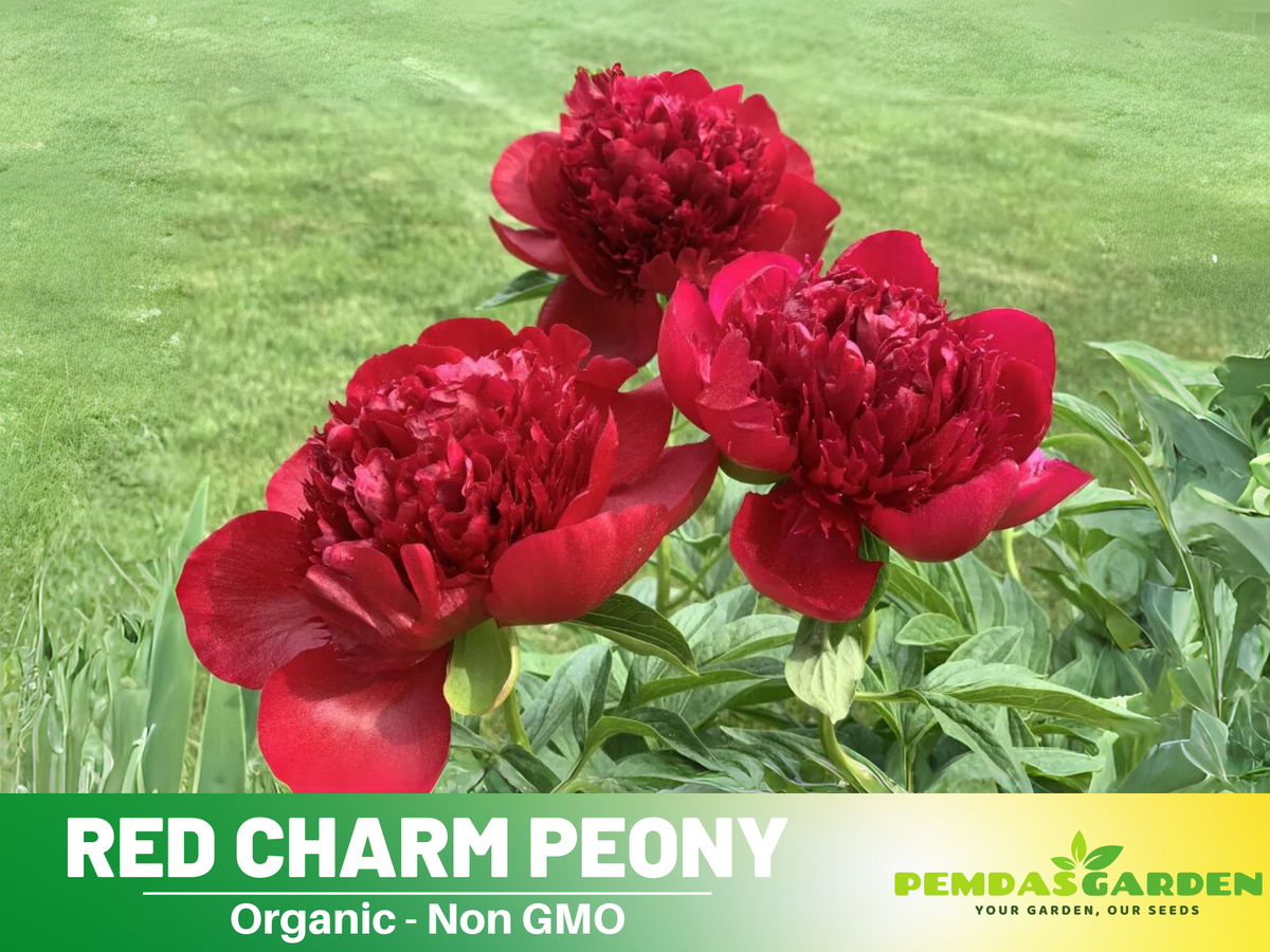 10+ Rare Seeds| Red Charm Peony   Seeds #B041