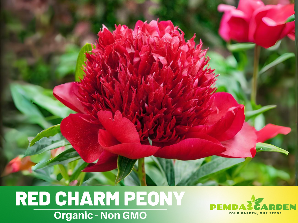 10+ Rare Seeds| Red Charm Peony   Seeds #B041