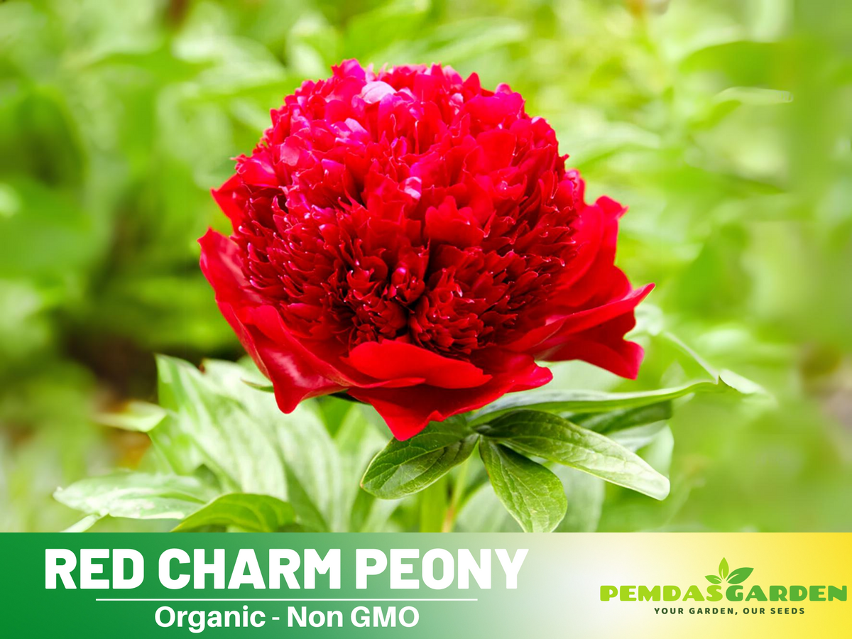 10+ Rare Seeds| Red Charm Peony   Seeds #B041