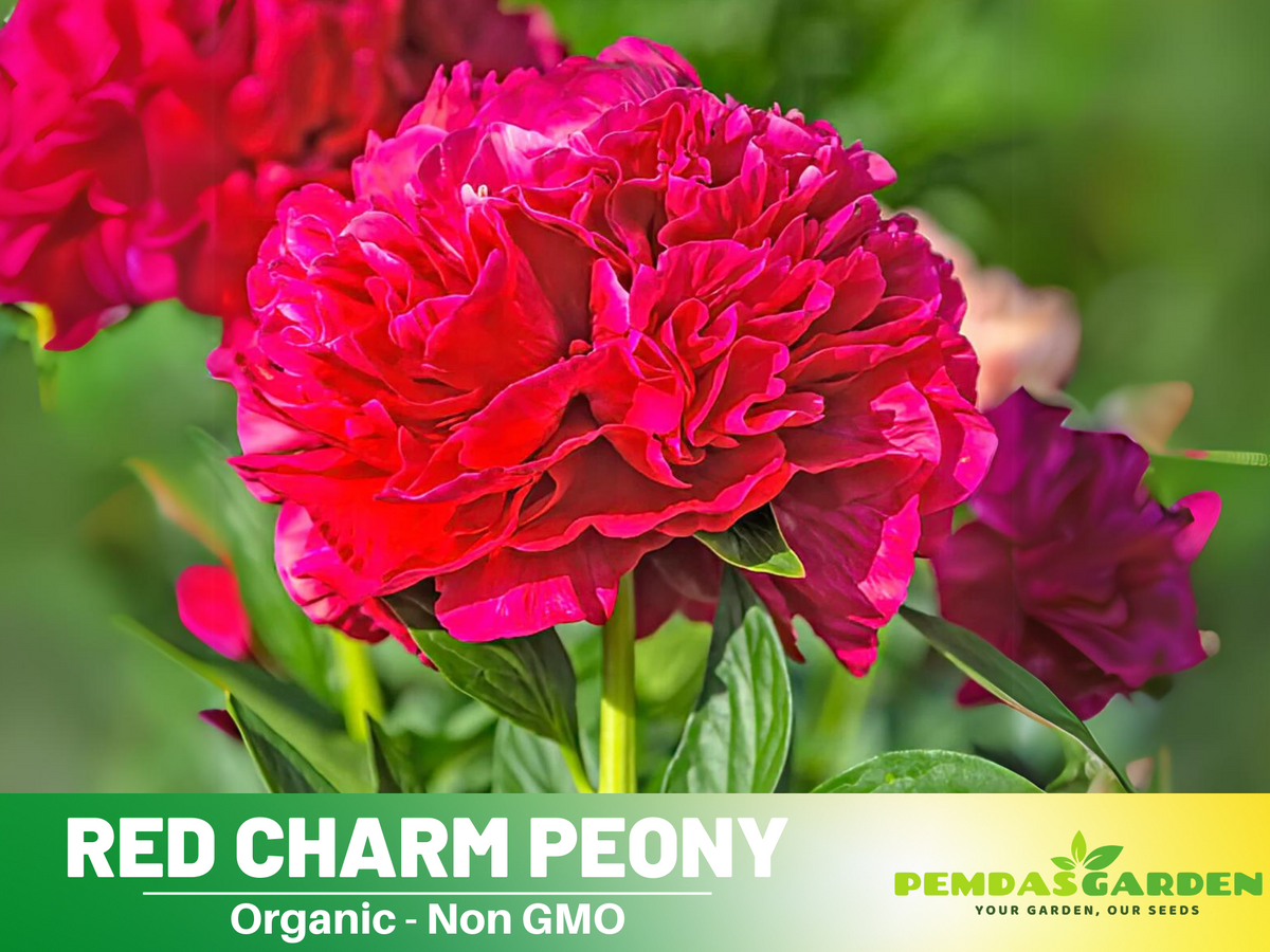 10+ Rare Seeds| Red Charm Peony   Seeds #B041