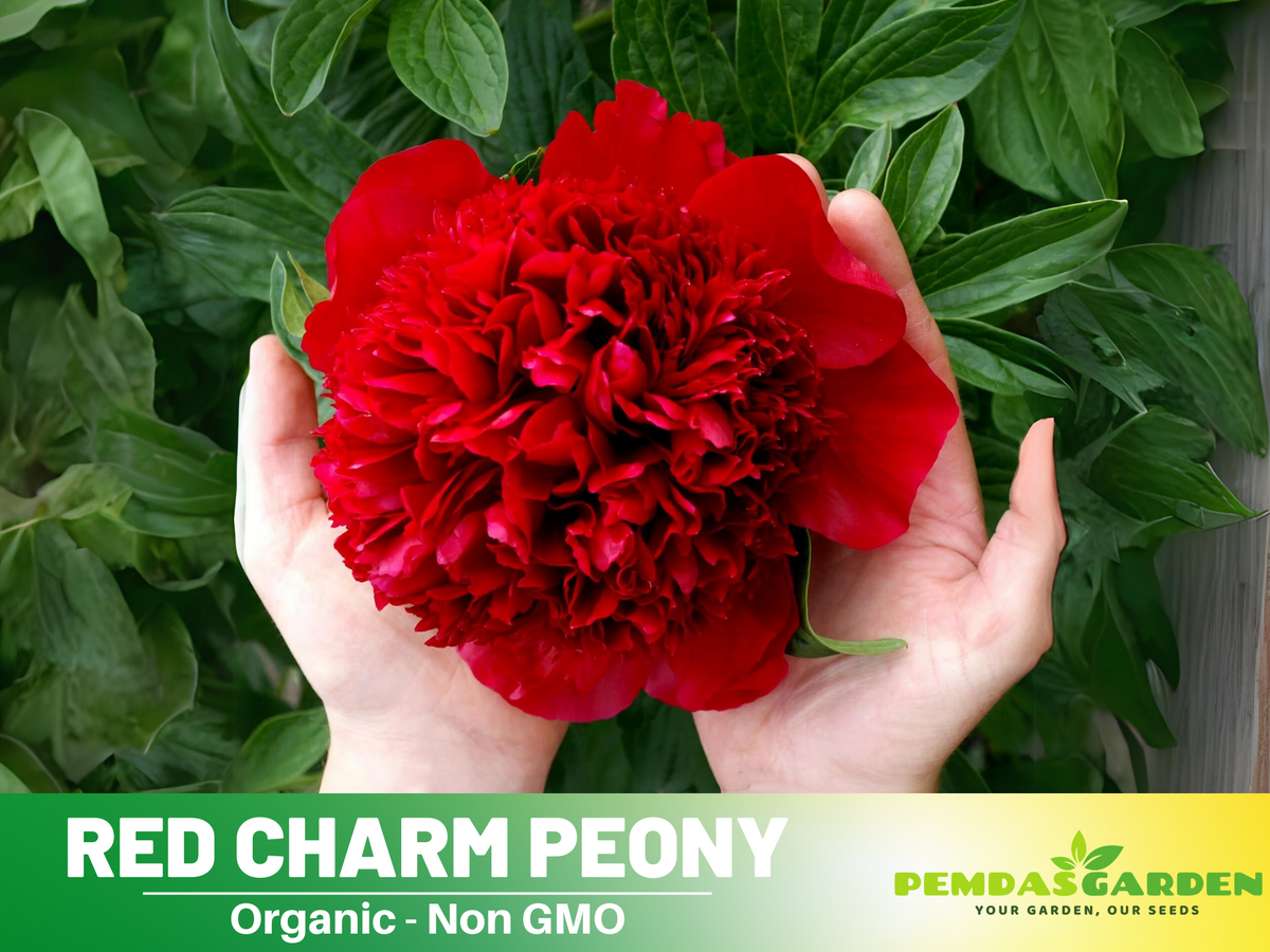 10+ Rare Seeds| Red Charm Peony   Seeds #B041