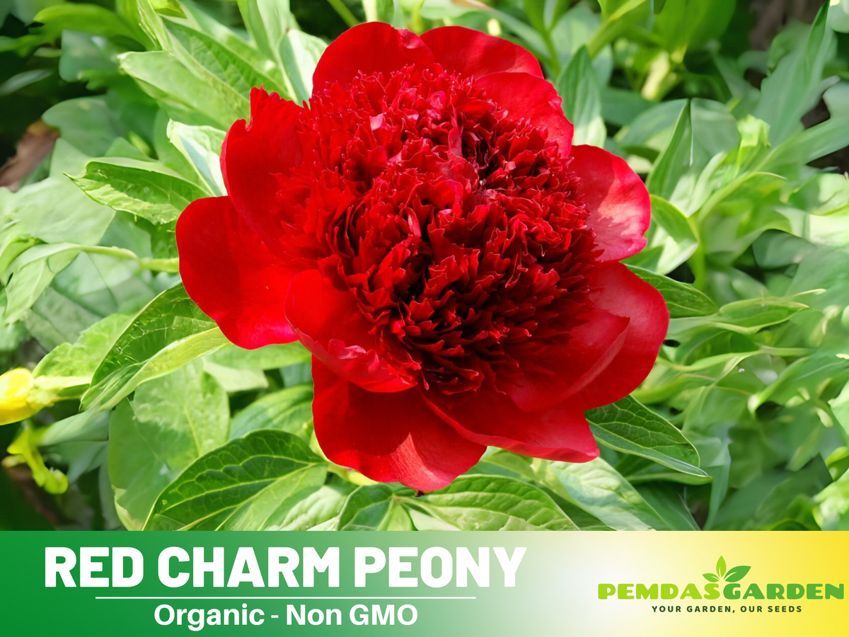 10+ Rare Seeds| Red Charm Peony   Seeds #B041