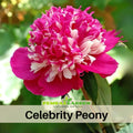 10+ Rare Seeds| Celebrity  Peony Seeds (Paeonia, Herbaceous Peony) – Double Blooms, Vibrant Garden Blooms, Romantic Perennial Blooms for Cottage Garden, Fragrant Cut Flowers, Easy to Grow#B042