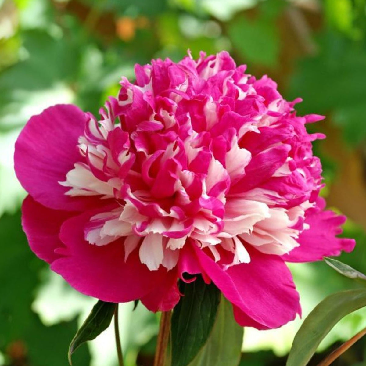 10+ Rare Seeds - Celebrity Peony Seeds (Paeonia, Herbaceous Peony)