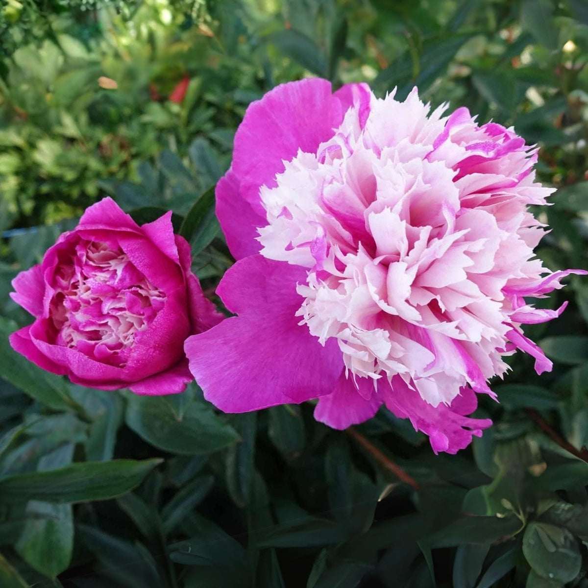 10+ Rare Seeds - Celebrity Peony Seeds (Paeonia, Herbaceous Peony)