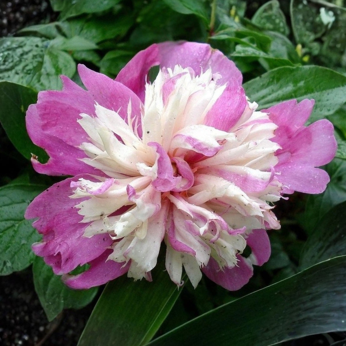 10+ Rare Seeds - Celebrity Peony Seeds (Paeonia, Herbaceous Peony)