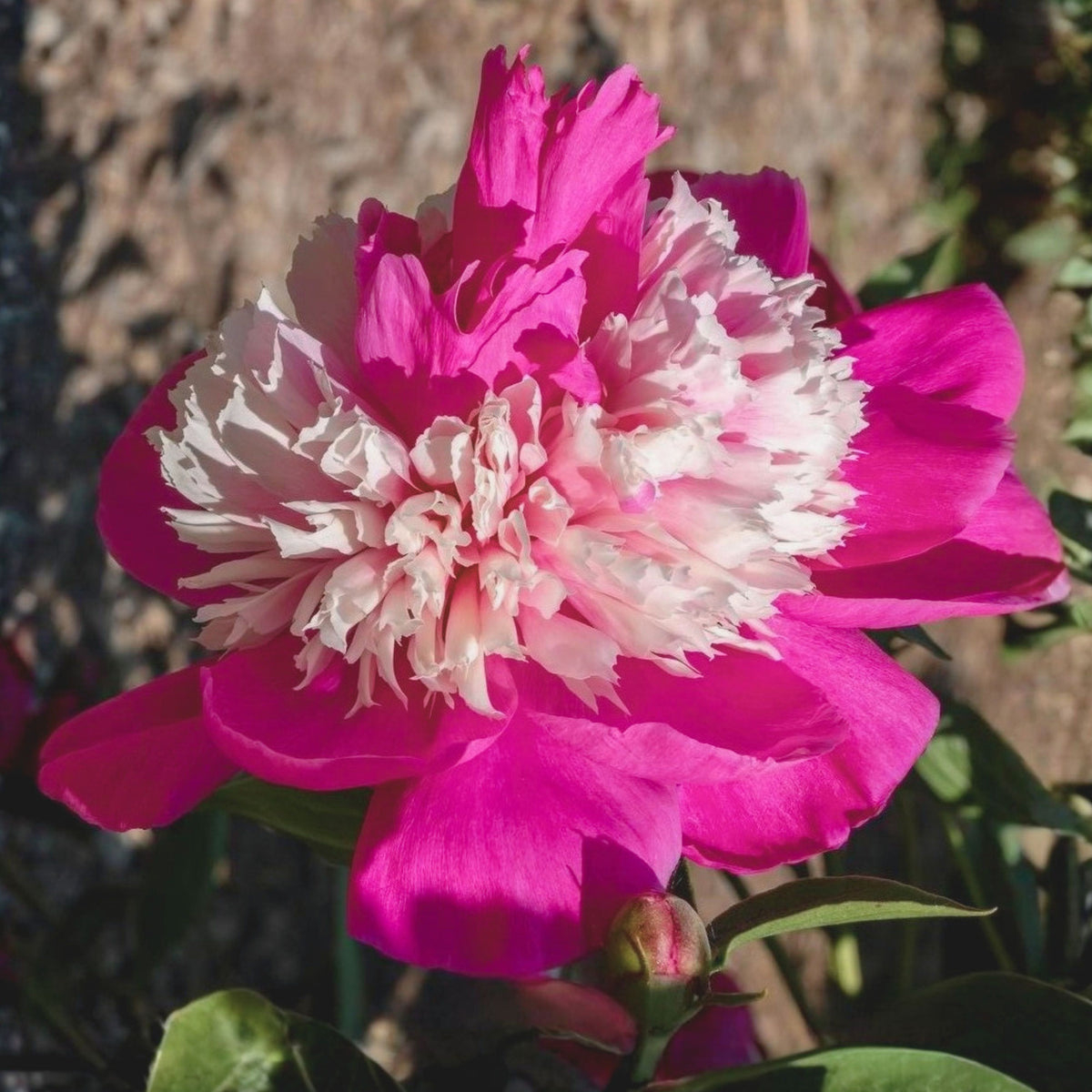 10+ Rare Seeds - Celebrity Peony Seeds (Paeonia, Herbaceous Peony)