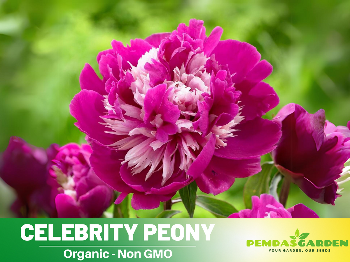 10+ Rare Seeds| Celebrity Peony   Seeds #B042