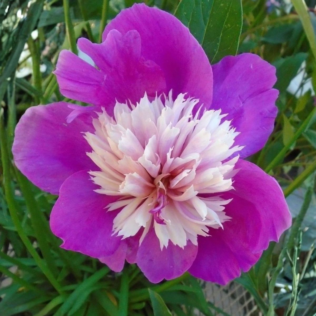 10+ Rare Seeds - Celebrity Peony Seeds (Paeonia, Herbaceous Peony)