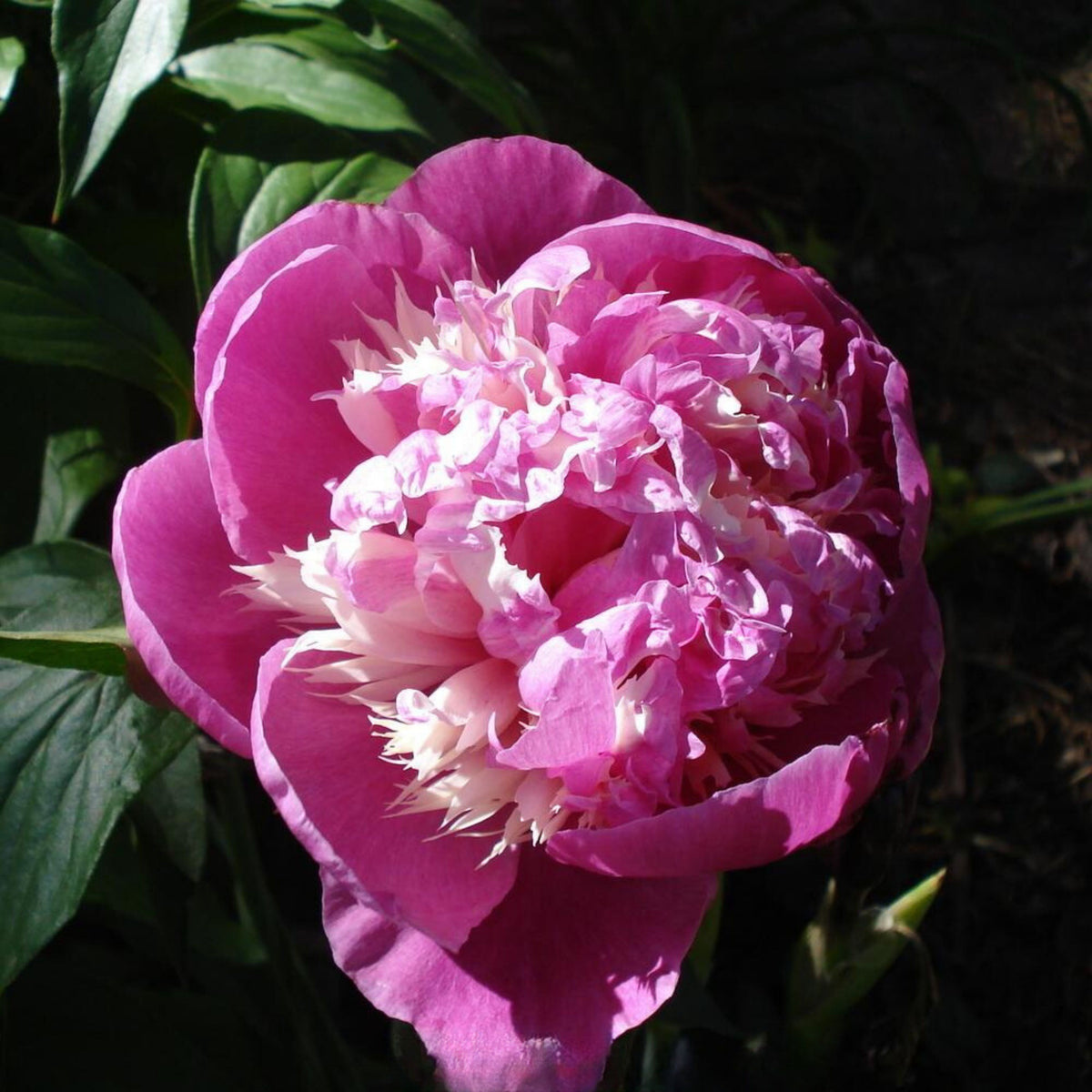 10+ Rare Seeds - Celebrity Peony Seeds (Paeonia, Herbaceous Peony)