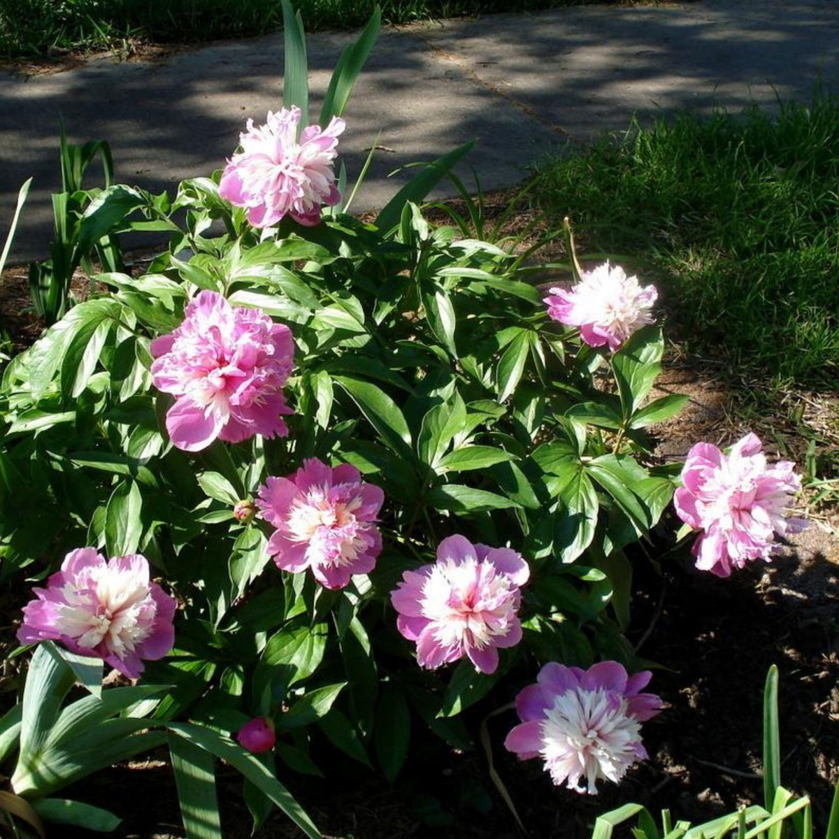 10+ Rare Seeds - Celebrity Peony Seeds (Paeonia, Herbaceous Peony)
