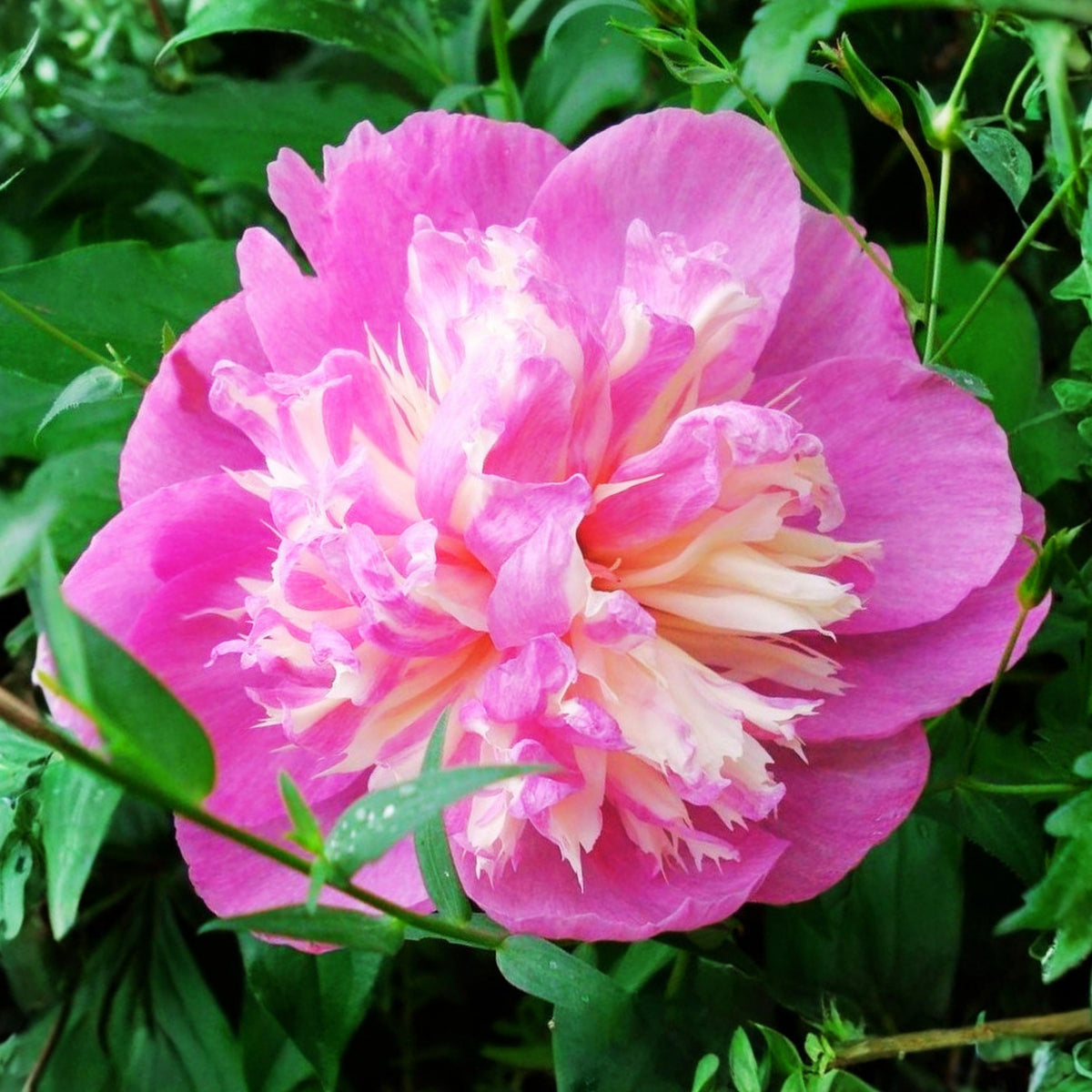 10+ Rare Seeds - Celebrity Peony Seeds (Paeonia, Herbaceous Peony)