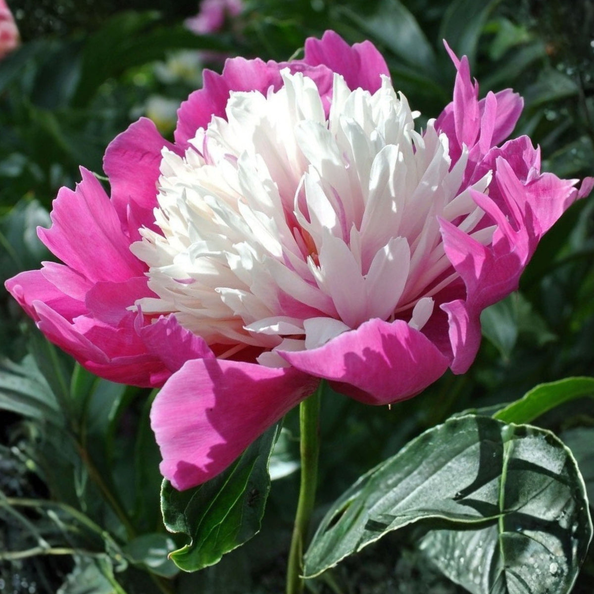 10+ Rare Seeds - Celebrity Peony Seeds (Paeonia, Herbaceous Peony)