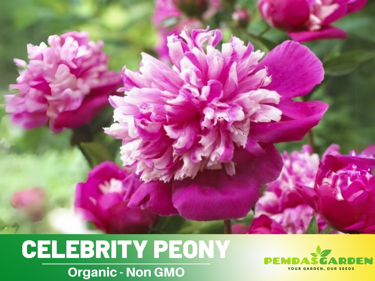 10+ Rare Seeds| Celebrity Peony   Seeds #B042