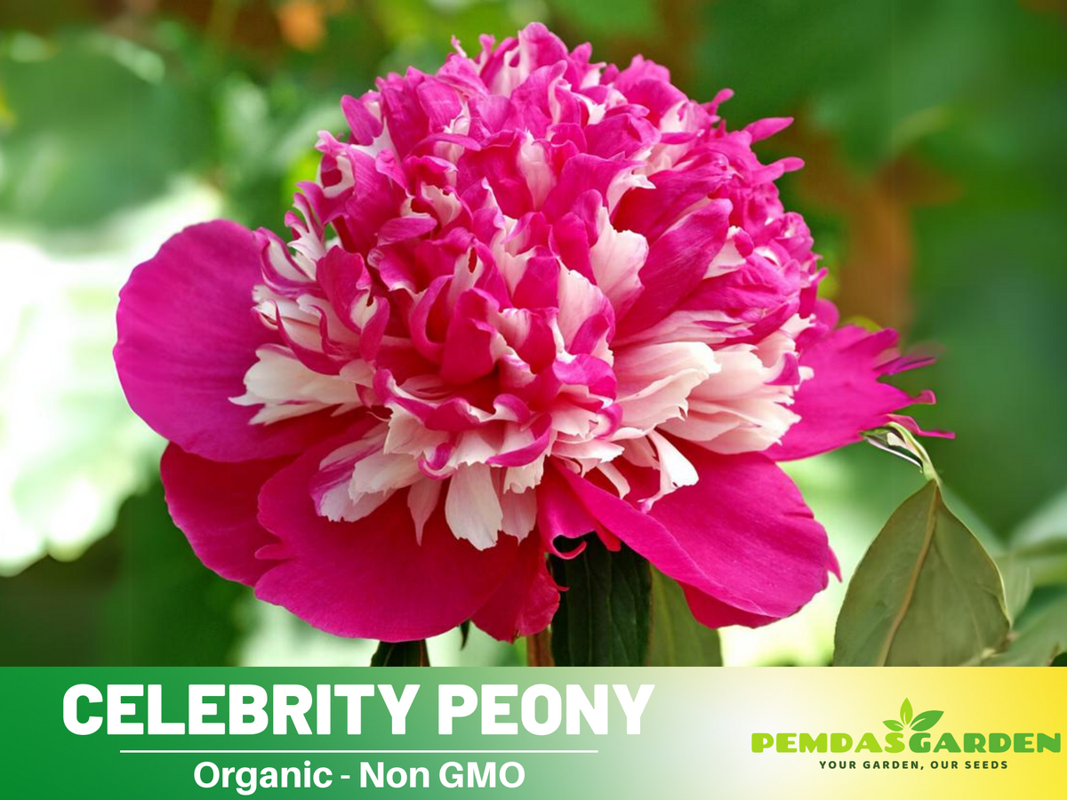 10+ Rare Seeds| Celebrity Peony   Seeds #B042