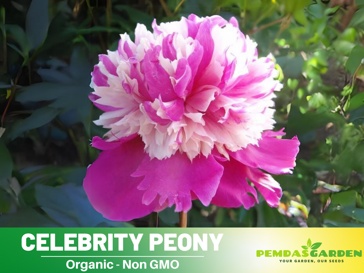 10+ Rare Seeds| Celebrity Peony   Seeds #B042