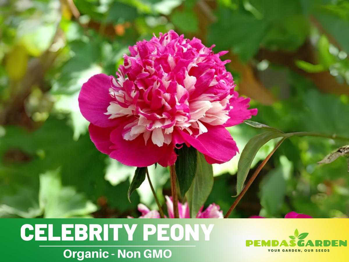 10+ Rare Seeds| Celebrity Peony   Seeds #B042