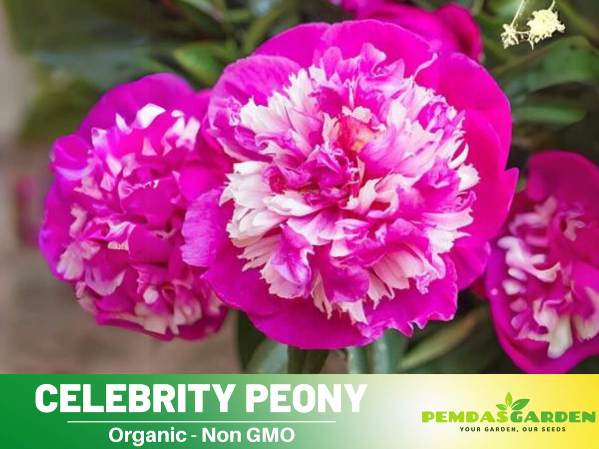 10+ Rare Seeds| Celebrity Peony   Seeds #B042