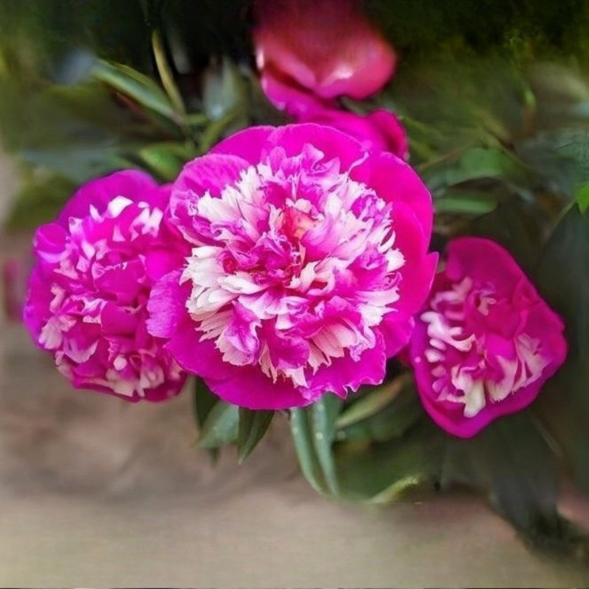 10+ Rare Seeds - Celebrity Peony Seeds (Paeonia, Herbaceous Peony)