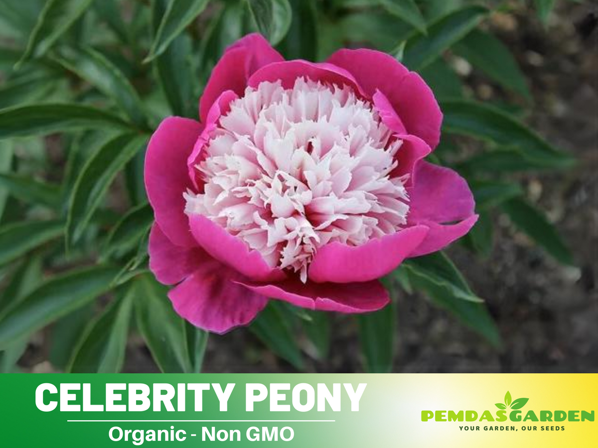 10+ Rare Seeds| Celebrity Peony   Seeds #B042