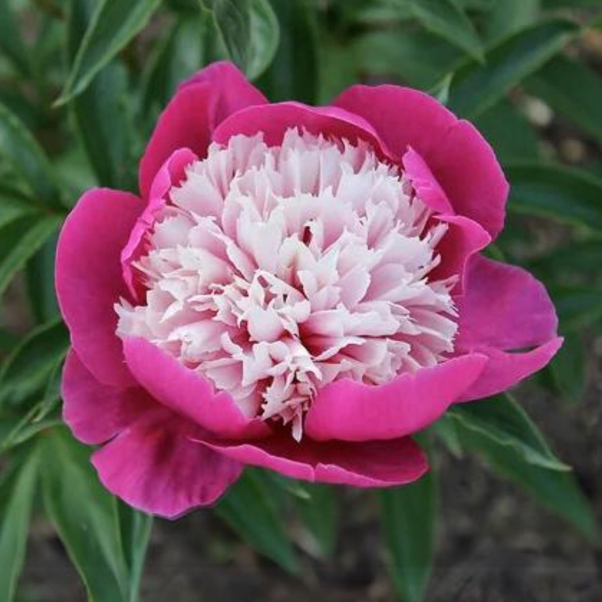 10+ Rare Seeds - Celebrity Peony Seeds (Paeonia, Herbaceous Peony)