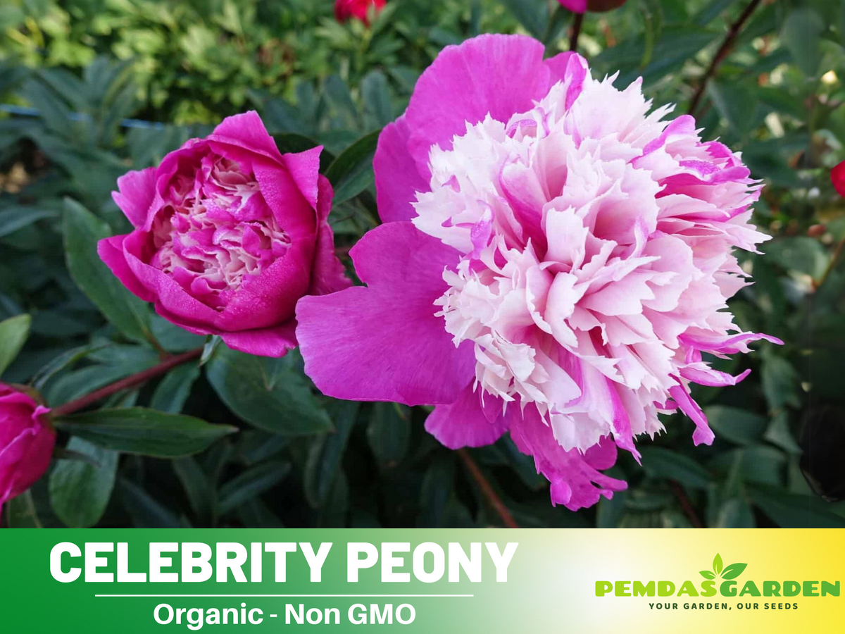 10+ Rare Seeds| Celebrity Peony   Seeds #B042