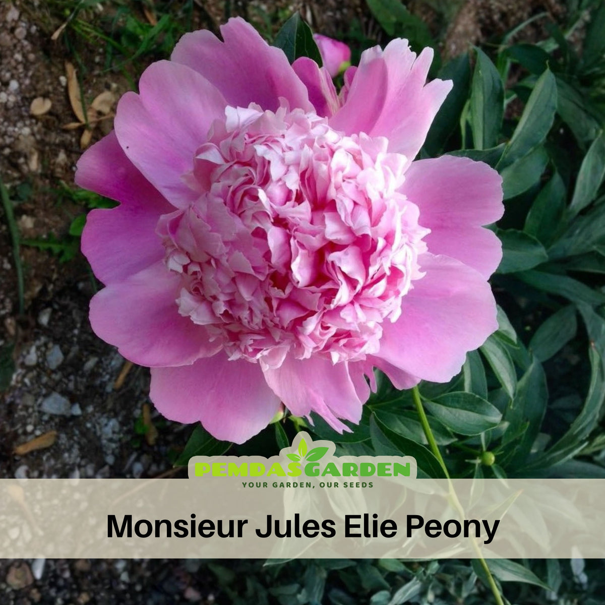 Pink Monsieur Jules Elie Peony Seeds - Chinese Peony, 10+ seeds